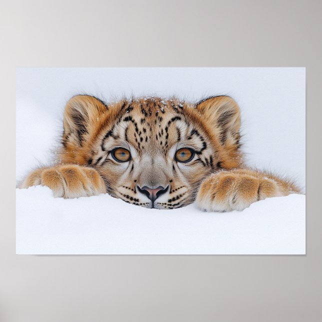 Poster Léopard des neiges Animal sauvage Environnement na (Devant)