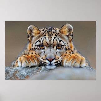 Poster Léopard des neiges Animal sauvage Environnement na