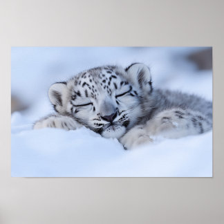 Poster Léopard des neiges Animal sauvage Environnement na
