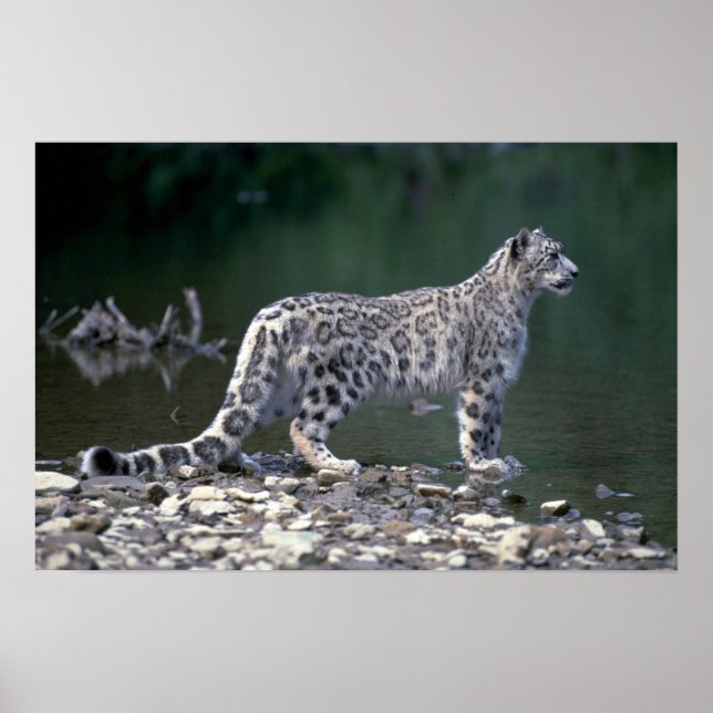 Poster léopard des neiges au bord de la rivière (Devant)