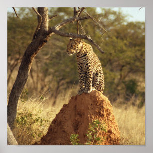 Poster Leopard en Namibie, Afrique