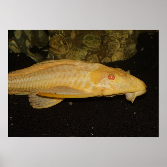 Poster Léopard jaune Pleco (Devant)