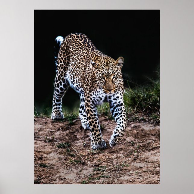 POSTER LEOPARD MARCHANT DANS LA SAUVAGE (Devant)