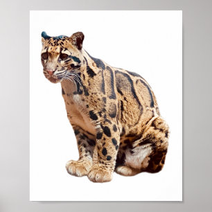 Poster léopard nébuleux photographie jungle grand félin a