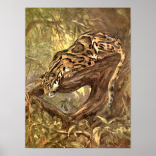 Poster Leopard nuageux par CE Swan, Animaux sauvages Vint