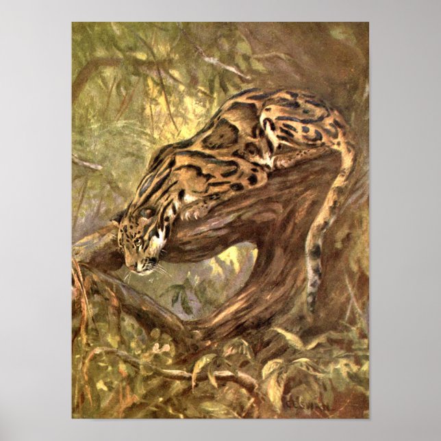 Poster Leopard nuageux par CE Swan, Animaux sauvages Vint (Devant)
