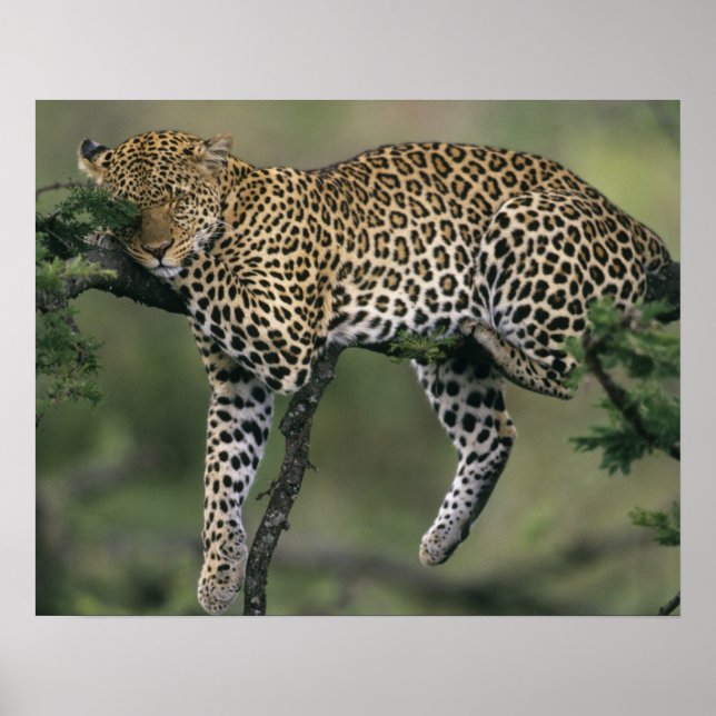 Poster Leopard (Panthera pardus), Kenya, Masai Mara (Devant)