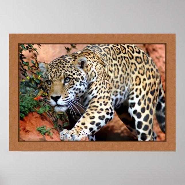 Poster Leopard Stalking Closeup Photographie (Devant)