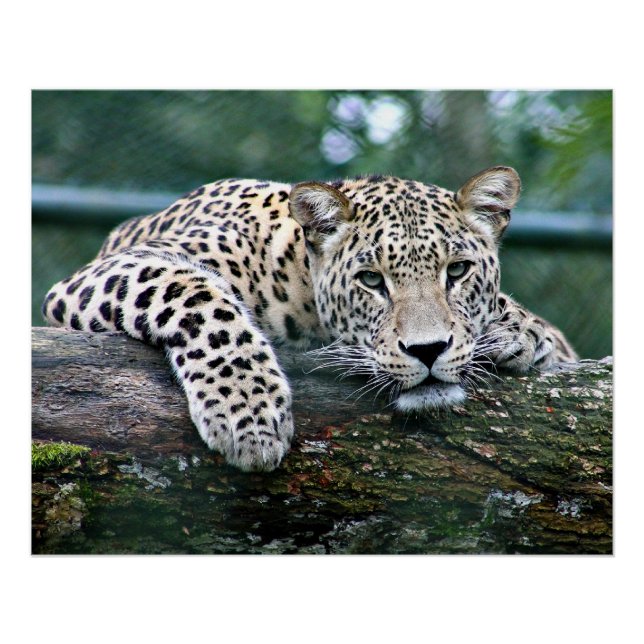 Poster Leopard sur un carnet (Devant)