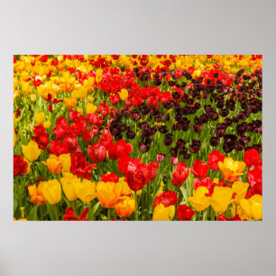 Poster l'épanouissement des tulipes sur papier d'affiche