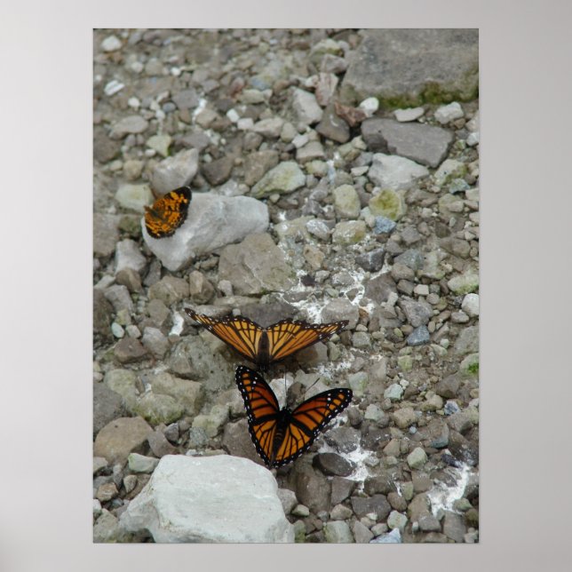 Poster Les 3 papillons (Devant)