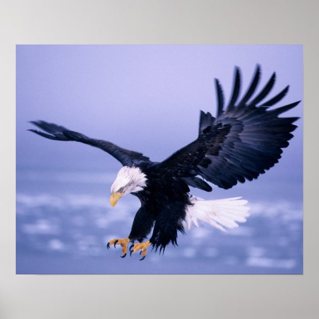 Poster Les ailes d'atterrissage de l'aigle à tête blanche (Devant)