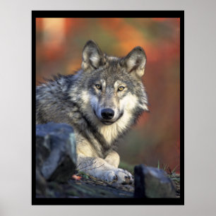 Poster Les amateurs de loups gris