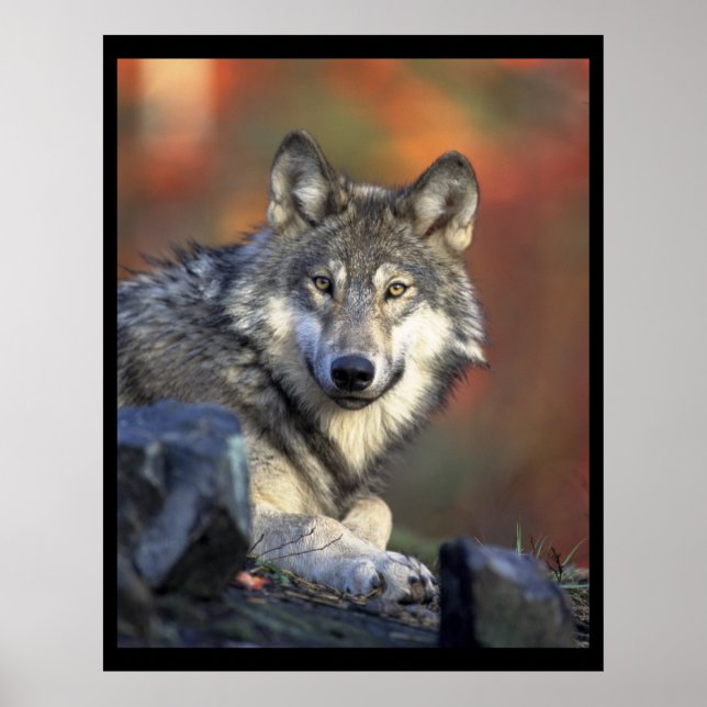 Poster Les amateurs de loups gris (Devant)