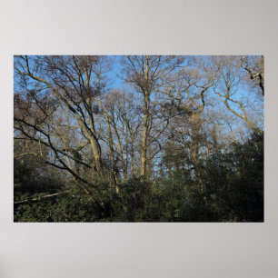 Poster Les arbres dansants du bois sauvage