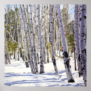 Poster Les arbres d'Aspen dans la forêt