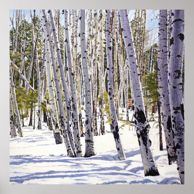Poster Les arbres d'Aspen dans la forêt (Devant)