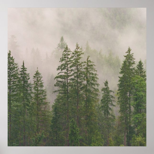 Poster Les arbres de la forêt de Foggy (Devant)