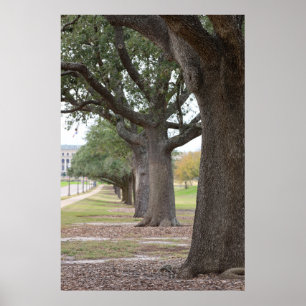 Poster Les arbres de Texas A&M