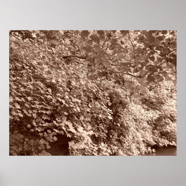 Poster Les arbres devant le canal (Devant)