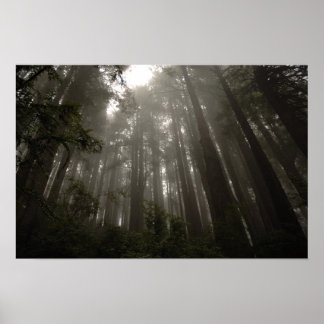 Poster Les arbres du mystère