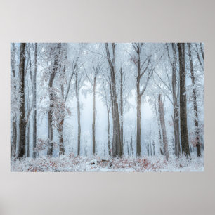 Poster Les arbres forestiers d'hiver #21