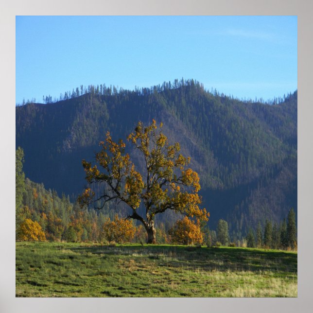 Poster Les arbres m'appellent..... (Devant)