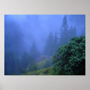 Poster Les arbres mystères
