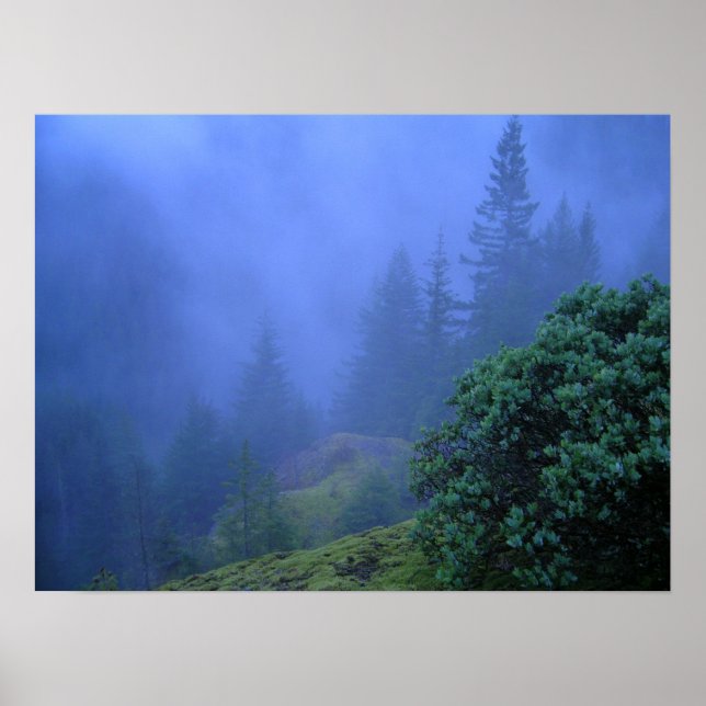 Poster Les arbres mystères (Devant)