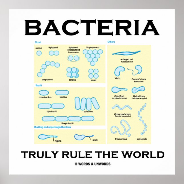 Poster Les bactéries gouvernent réellement le monde (morp (Devant)