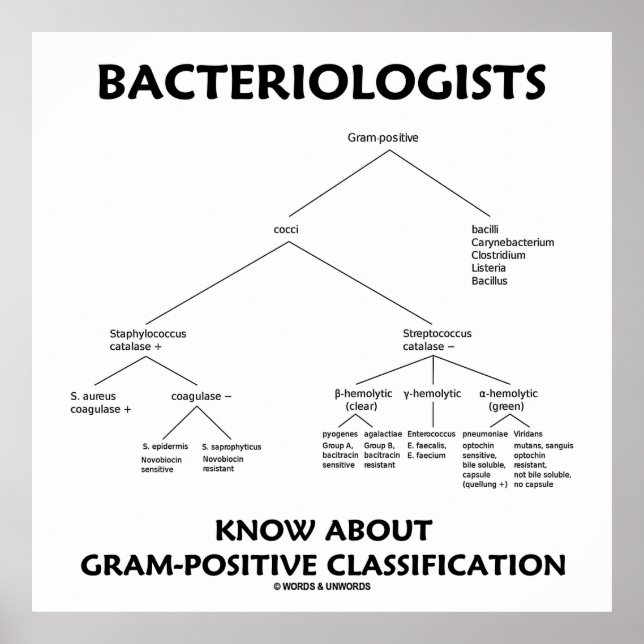 Poster Les bactériologistes connaissent la classification (Devant)