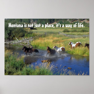 Poster Les beaux chevaux croisent un courant de montagne