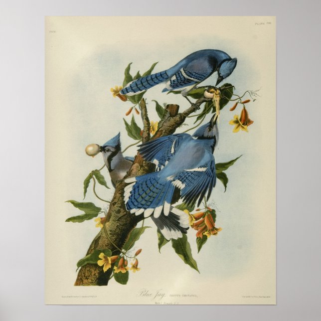 Poster Les Blue Jays d'Audubon (Devant)