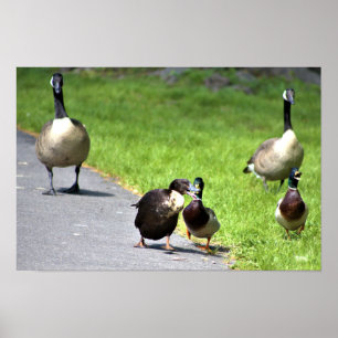 Poster Les canards malheureux avec l'oie