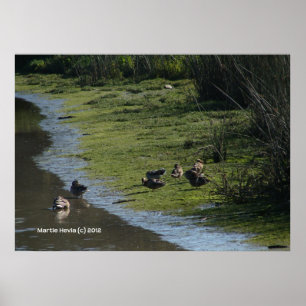 Poster Les canards se tiennent dehors