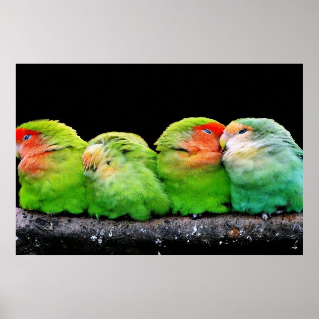 Poster Les canaris adultes sont de petits oiseaux, enviro (Devant)