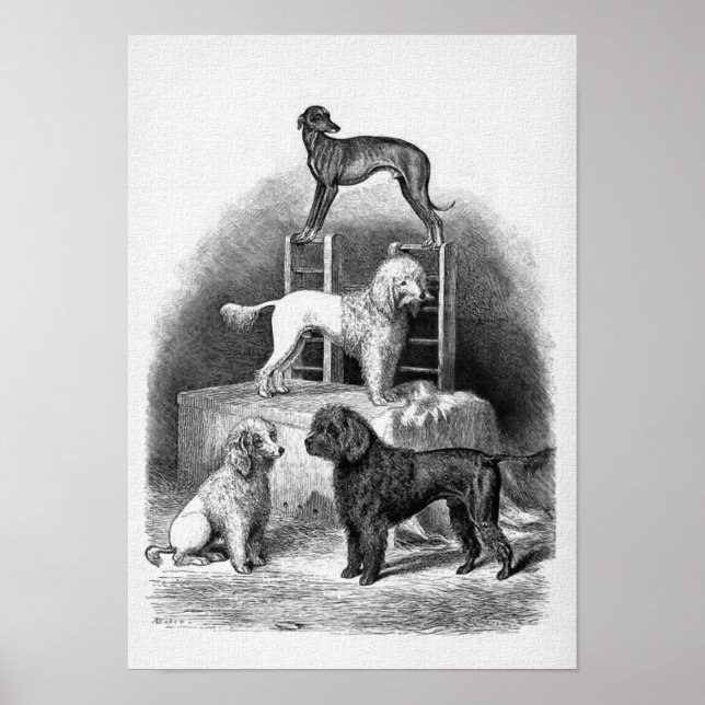Poster "Les canicules et une marionnette" (Devant)