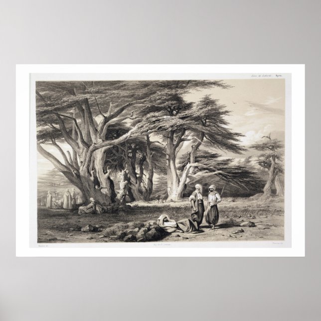 Poster Les Cèdres du Liban, gravés par Freeman (sépia (Devant)