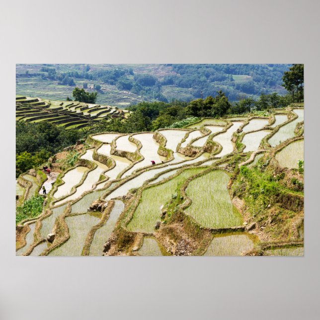 Poster Les célèbres terrasses de riz yuanyang - Yunnan, C (Devant)