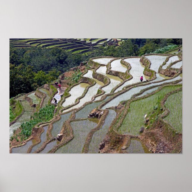 Poster Les célèbres terrasses de riz yuanyang - Yunnan, C (Devant)