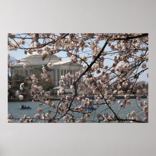 Poster Les cerisiers fleurissent à Washington DC