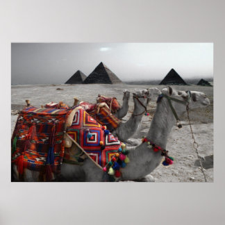 Poster Les chameaux aux Pyramides