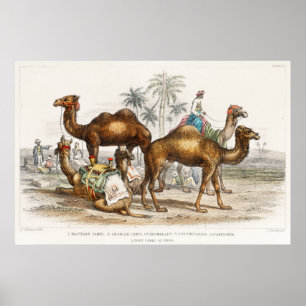 Poster Les chameaux de l'Inde Illustration Vintage, 1820