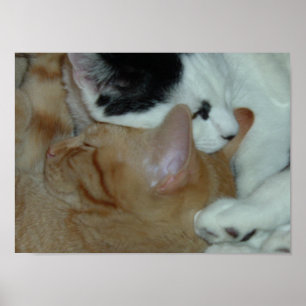 Poster Les chatons en amour