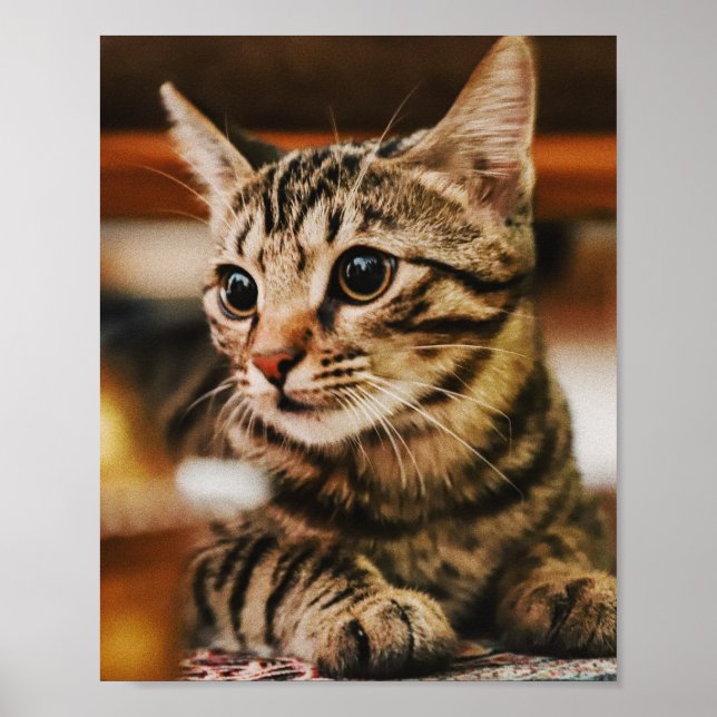 Poster Les Chats Sont Les Meilleurs 85 (Devant)