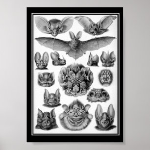 Poster Les chauves-souris !