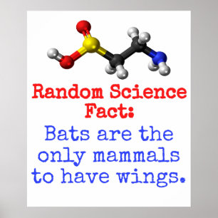 Poster Les chauves-souris sont les seuls mammifères - Sci
