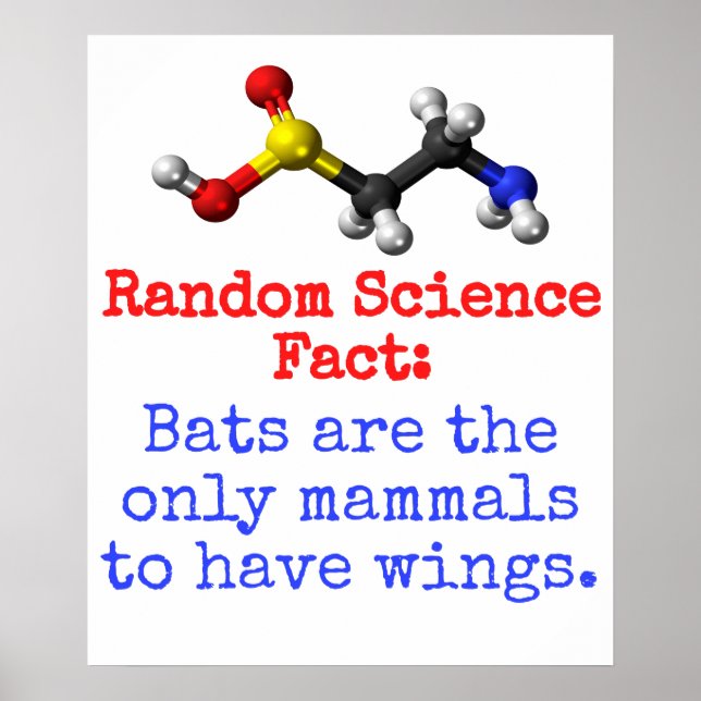 Poster Les chauves-souris sont les seuls mammifères - Sci (Devant)