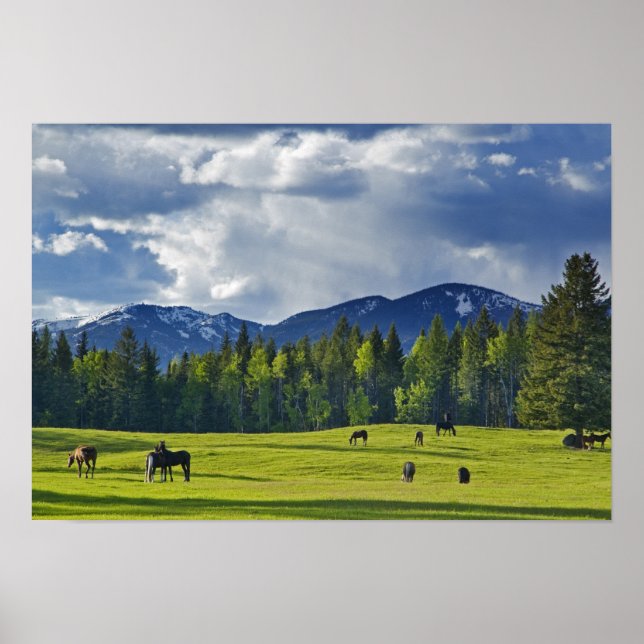 Poster Les chevaux broutent dans les pâturages près du co (Devant)