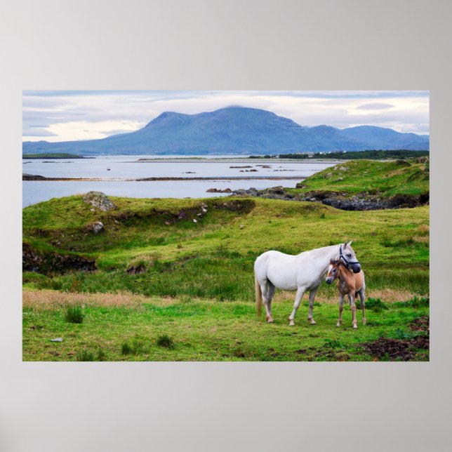 Poster Les Chevaux du Connemara | Galway, Irlande (Devant)